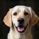 Elegant Dog Shop 斉藤様